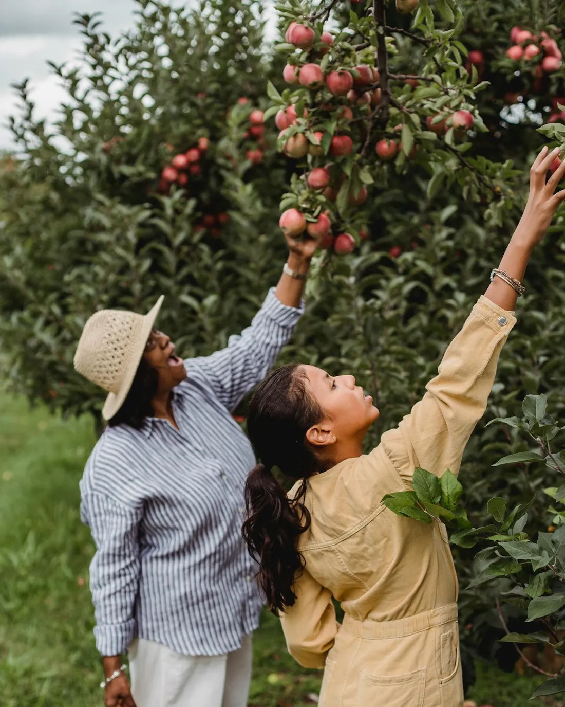 Apple orchards