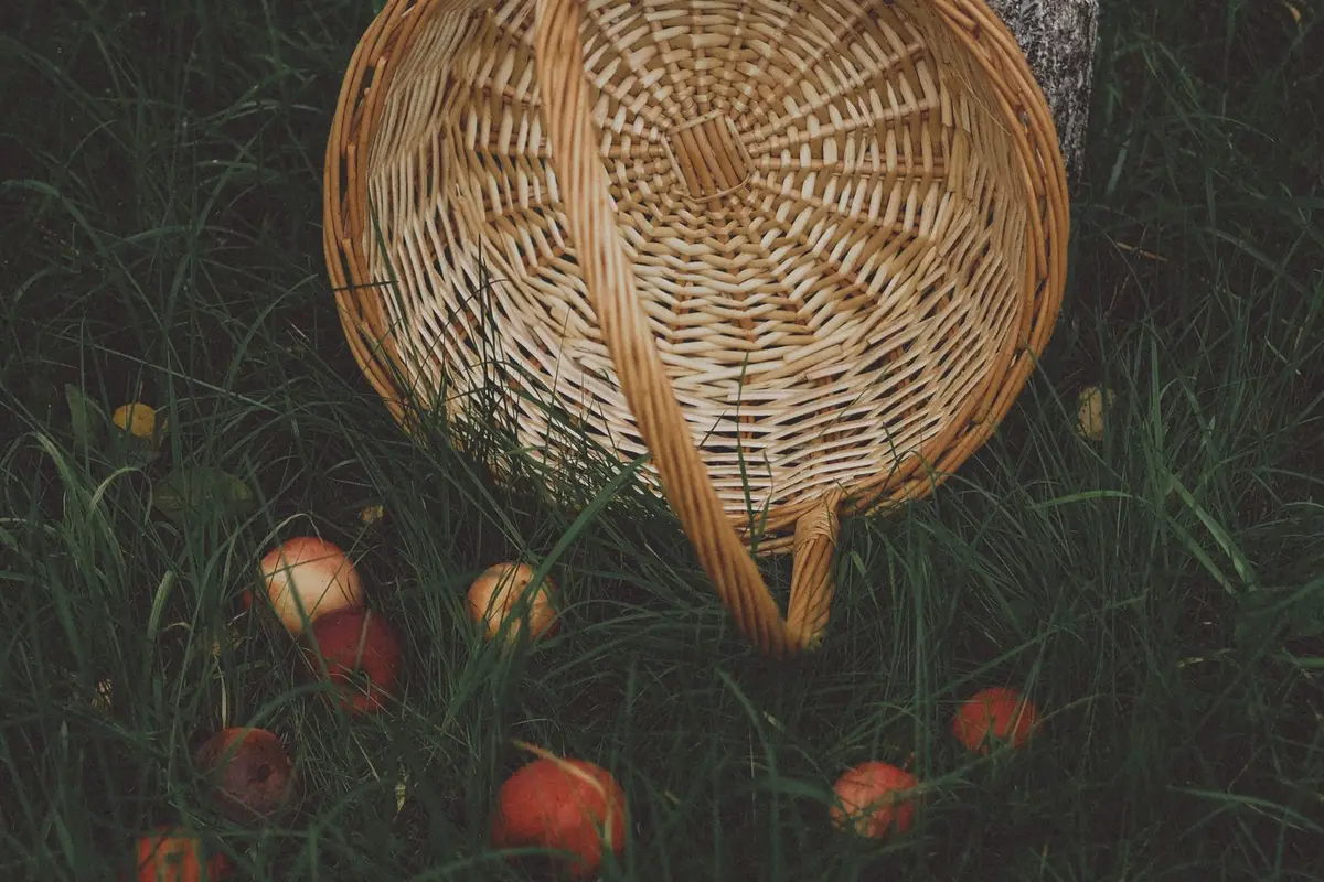 Empty wicker basket tipped over in the grass with a few apples spilled beside it