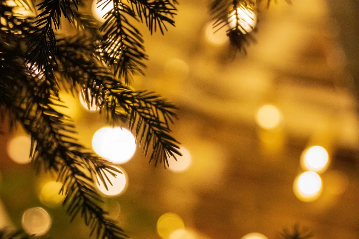 Warm string lights glowing through evergreen branches on a winter evening