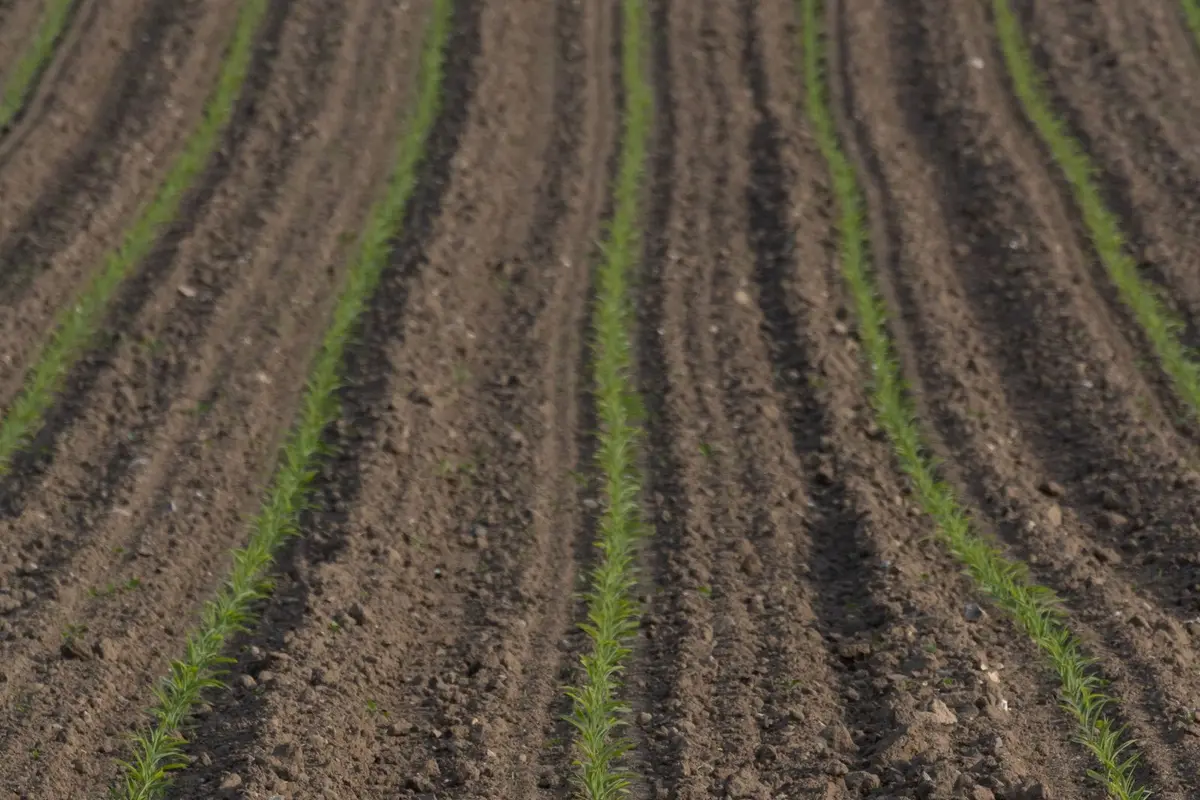Young seedlings sprouting in neat rows across freshly tilled farm soil