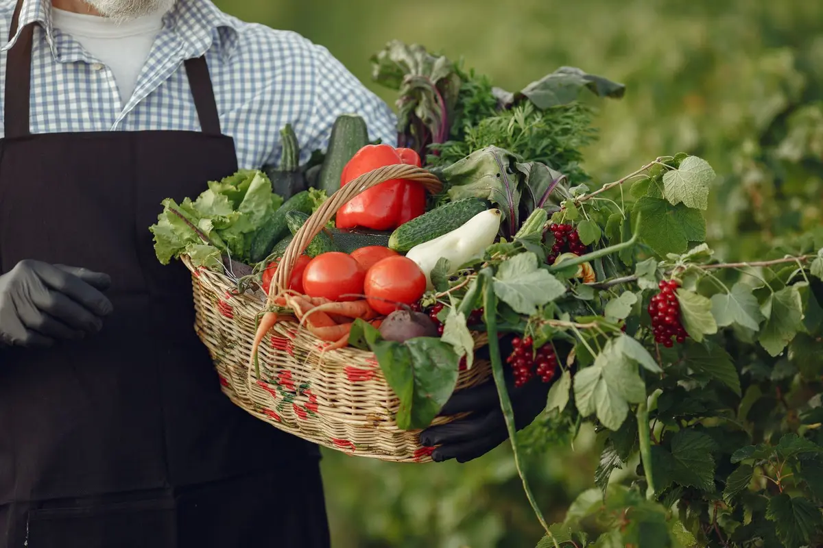A farmer in an apron carrying a wicker basket overflowing with fresh vegetables through a green field