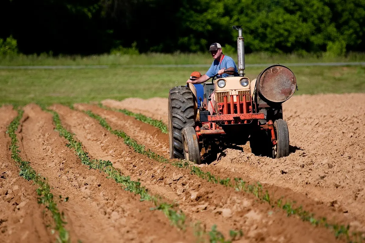 A farmer working young crop rows on a tractor in warm morning sun