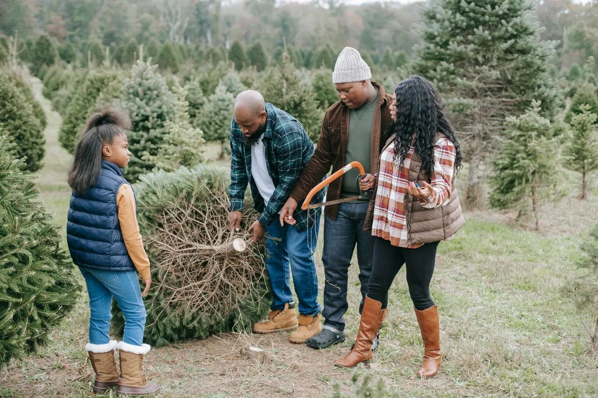 Christmas tree farms