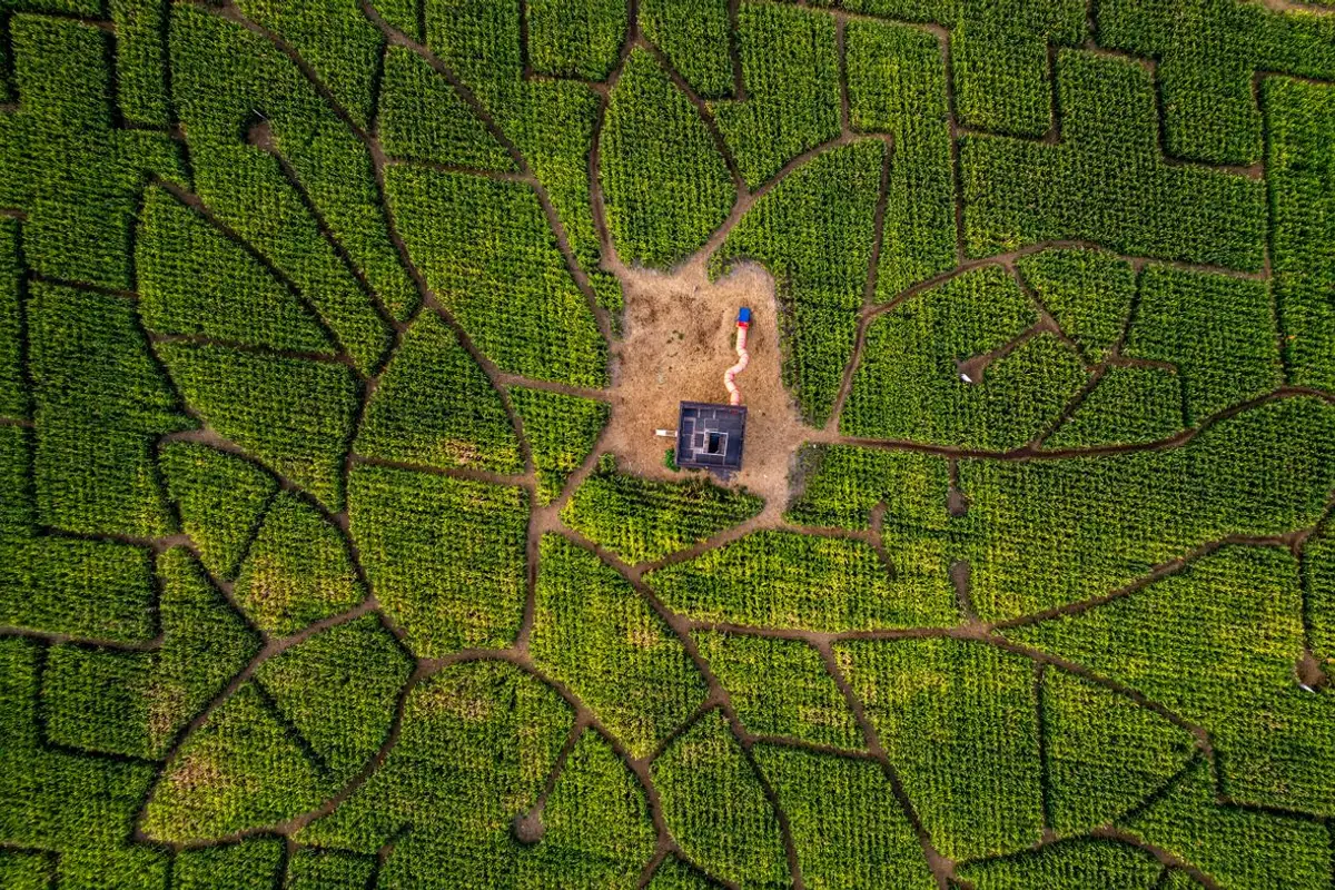 Corn mazes & fall festivals