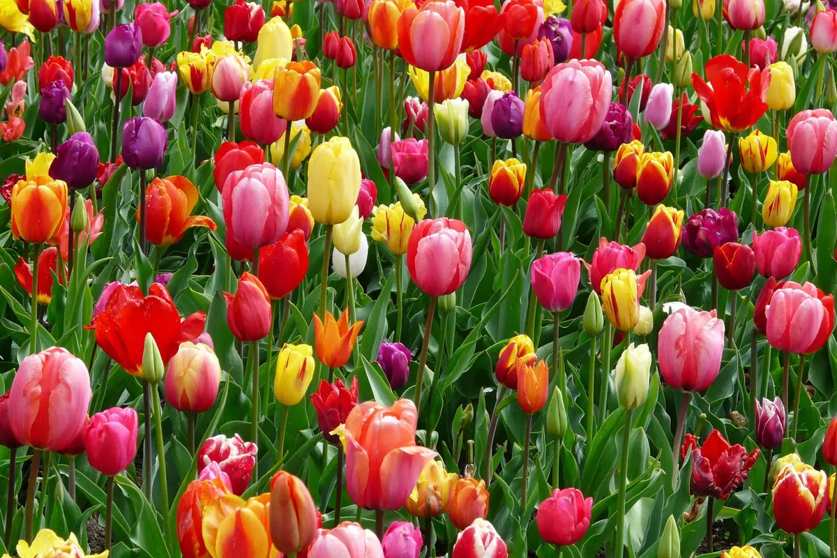 Flower farms & tulip festivals