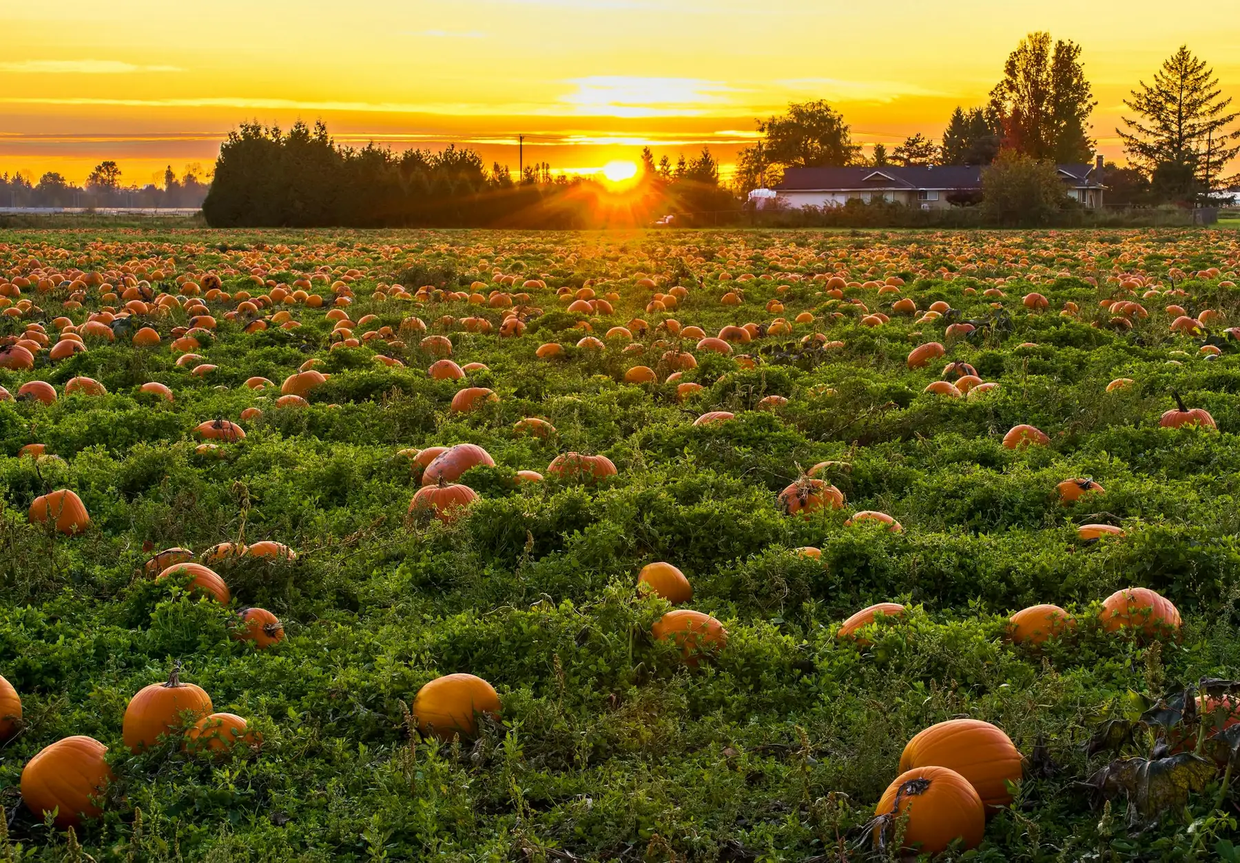 Golden hour over a pumpkin field, where the money season is made