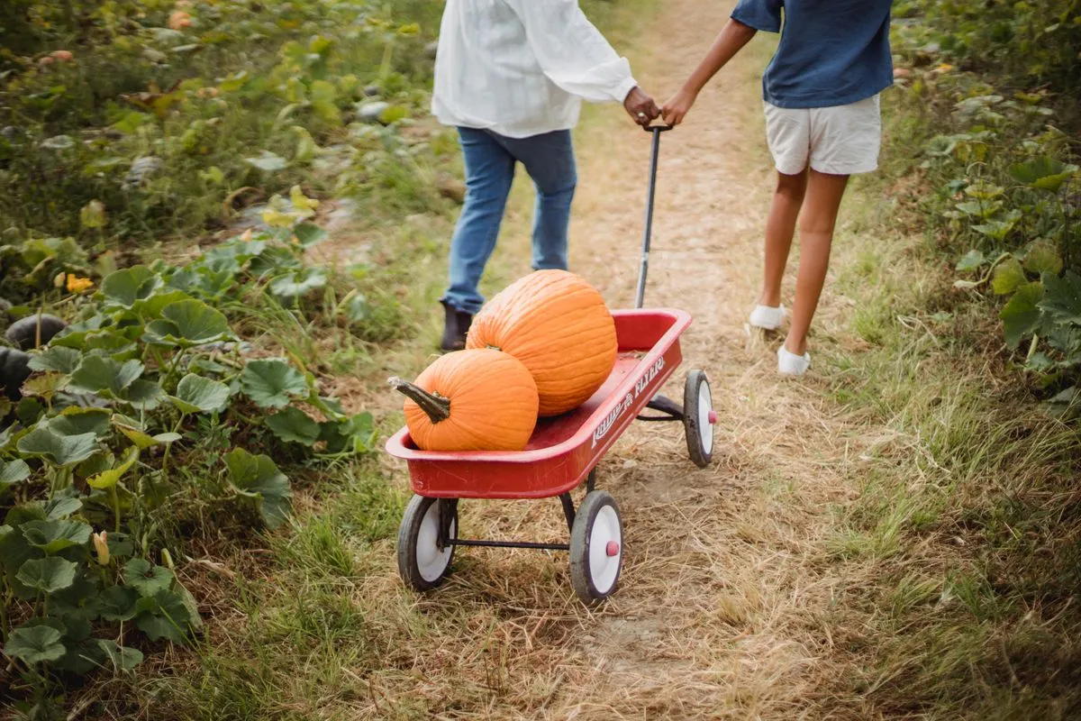 Pumpkin patches
