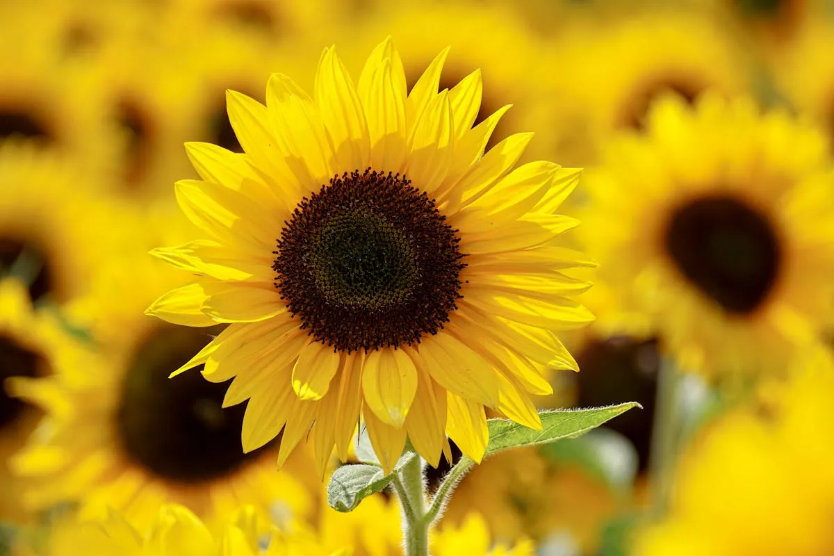 Sunflower festivals